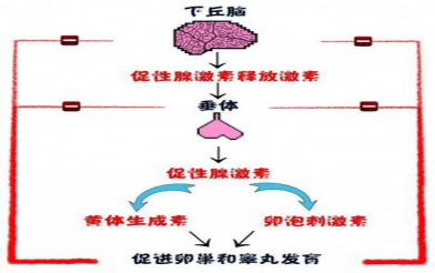 到我们人体一个重要的内分泌调节轴系-下丘脑—垂体—性腺轴(hpga)