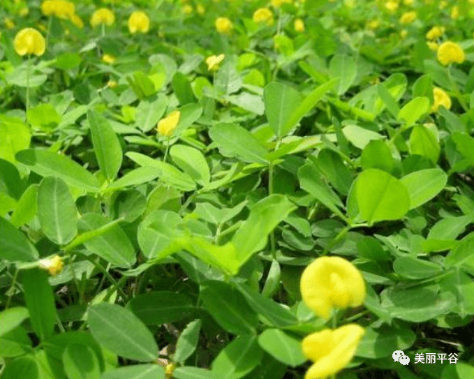 童年|影像平谷:那些花儿(7)童年的美味之秕花生