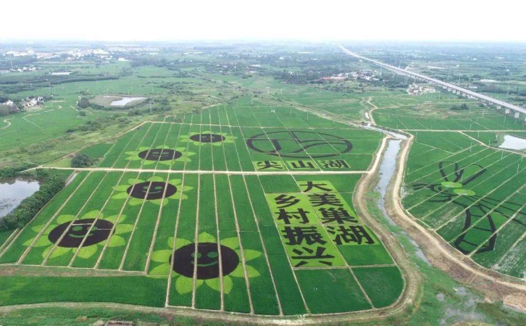 (视频)白天稻田画,夜晚灯光秀,尖山湖逸趣园你打卡了么