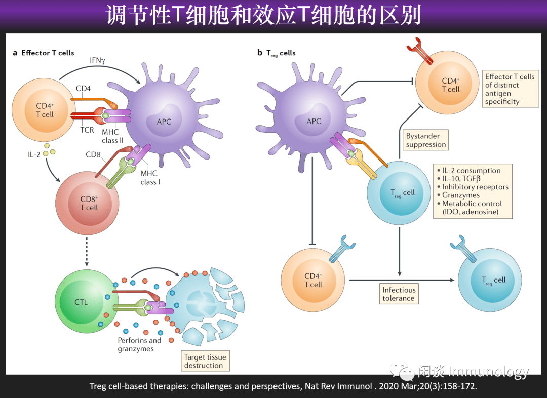 效应t细胞:活化后,分化成细胞毒性t细胞(ctl)通过颗粒酶,穿孔素等