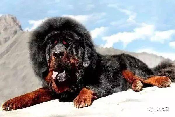 "原生藏獒的影子"蒙古獒:这种狗是比藏獒更忠勇更珍稀的犬种!