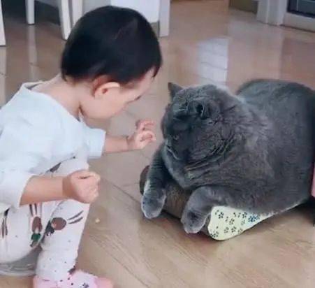 蓝猫照顾小主人,却因体型相差太大笑翻网友:看来猫才是亲生的