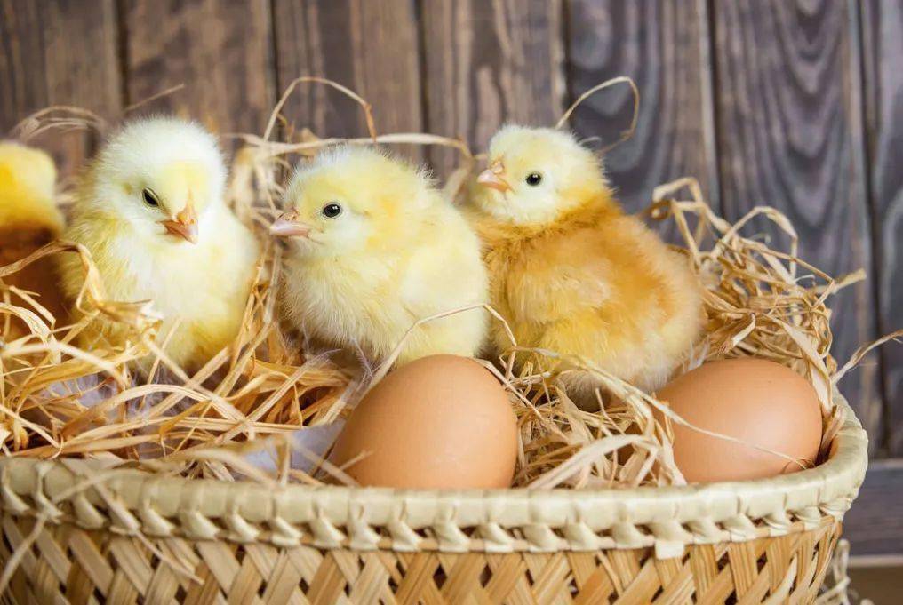 如何提高蛋雏鸡的成活率方法在这里