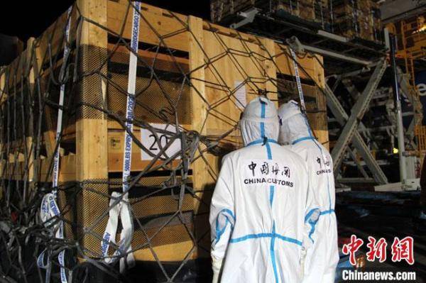 甘肃|甘肃首次引进种猪入境 改良本土品种增强猪肉供应