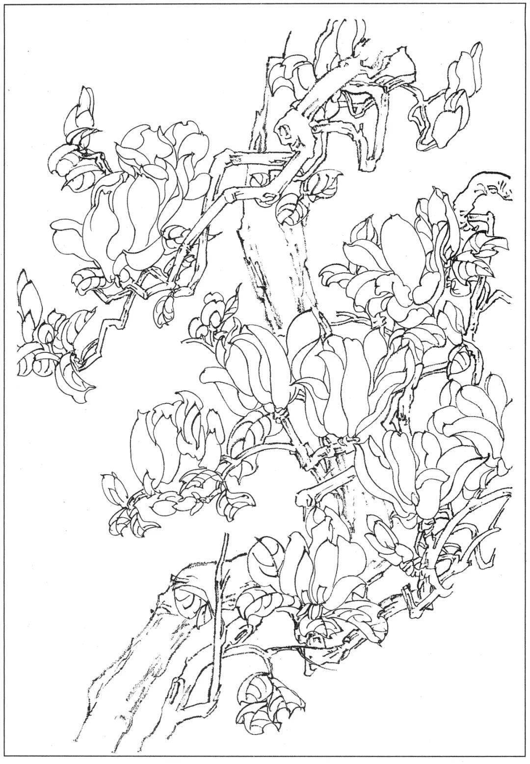 20副超清白描玉兰花素材