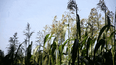 崇明|有一样自然赐予的好物超好吃~崇明这个农庄
