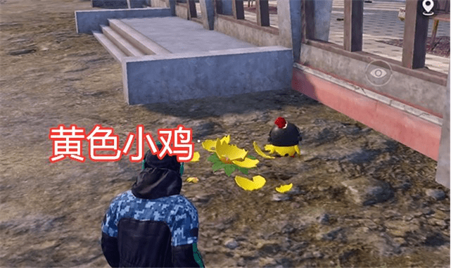 和平精英海岛出现两只小鸡粉色鸡自带信号枪并非宠物玩法