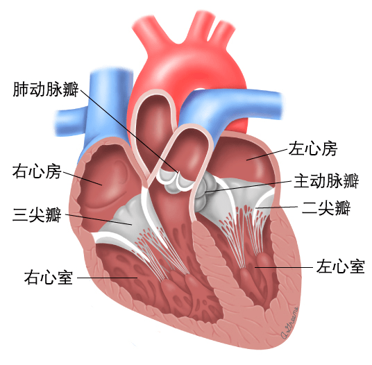 简单而言,心脏有两个心房(左,右心房)和两个心室(左,右心室),在左心房