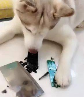 为什么叫二狗子 771933f8f3c648ffbf63297960cfd42c.jpeg