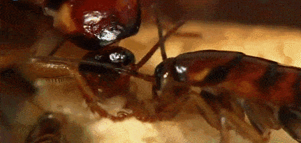 不留余孽!只需简单一贴,蟑螂全窝歼灭!