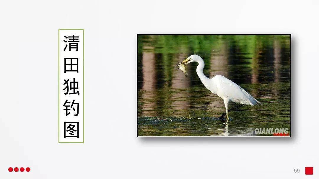白鹭觅食,栖息,低飞这三幅图画,图画可分别命名为"水田钓鱼""枝头闲立
