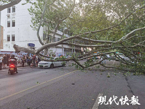 大树|南京升州路一大树突然倒下，一辆轿车被砸