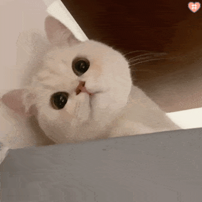 家有萌宠 | 猫眯眼神杀集合_手机搜狐网