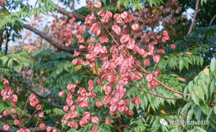 这"一树三色"的栾树