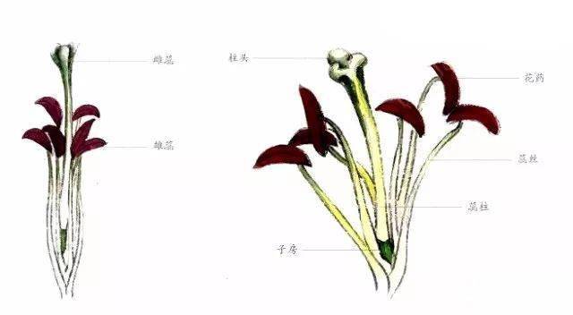 图文教程:百合工笔画法解析