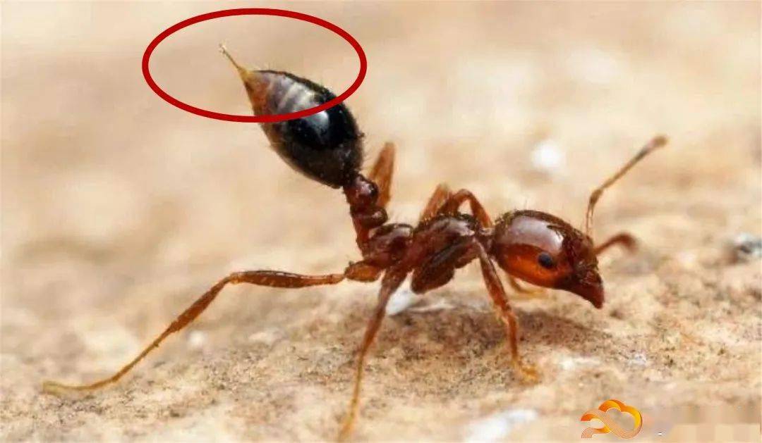 蚂蚁是什么毒素 ce7a6baa6d6f4b12910b8cd74f816e54.jpeg