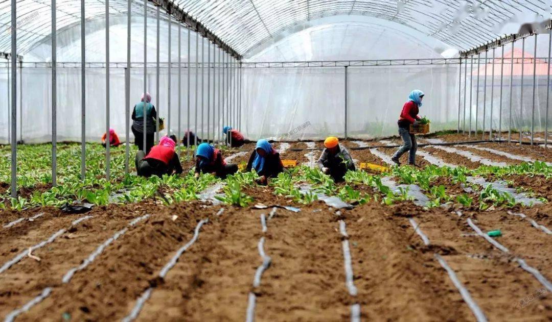 67912月种植什么蔬菜最合适建议收藏