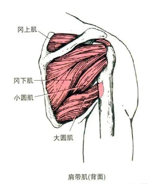 大圆肌 部位:冈下肌,小圆肌下方. 起点:肩胛骨下角背面.