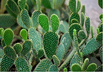 肌肤|因为粗糙的手,丢了颜值还越来越自卑,还好有它拯救了....