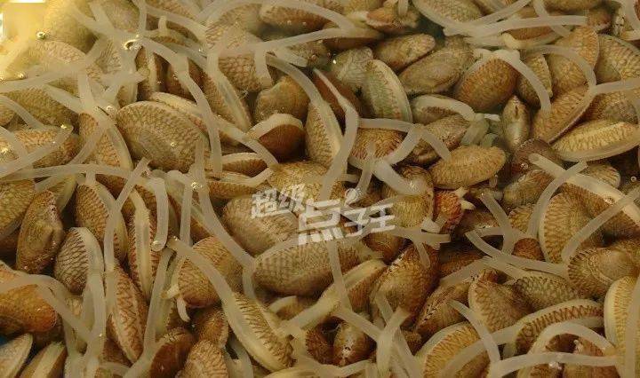 子姜怎么选 452195d676ca4512a61dbd4327da45d4.jpeg