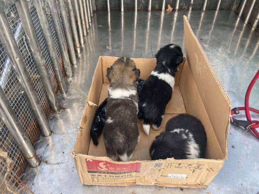中国流浪犬收容所 ab5d9ceafeae46e7aa0c2b76291b7d1b.jpeg
