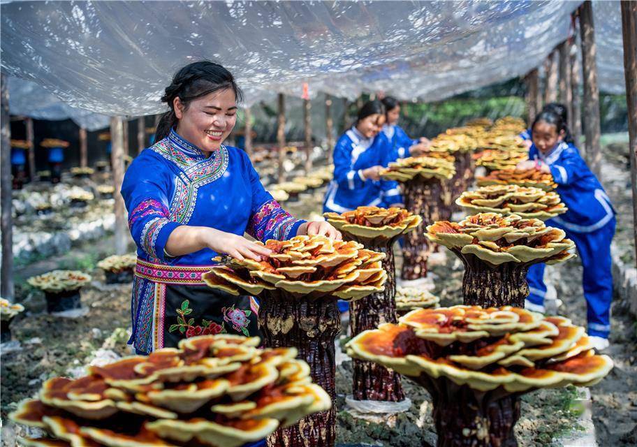 种植|贵州天柱： 打造中药材全产业链助2.4万人增收