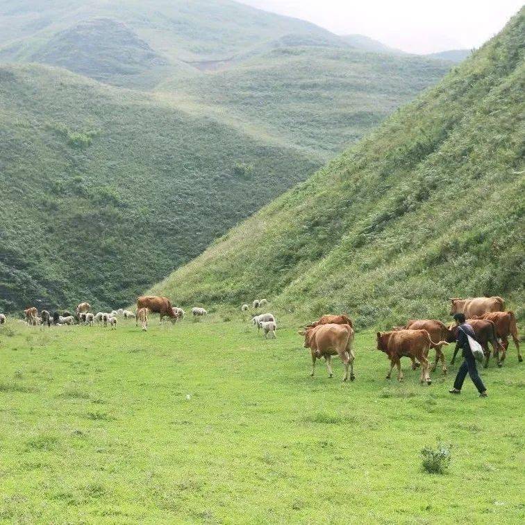 赫章县松林坡乡养殖基地