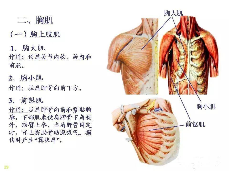 掌握针刀施术部位的解剖层次及神经,血管,骨骼,肌肉的分布走向.