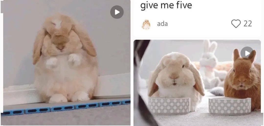 视频|每5秒一场宠物直播 萌宠短视频催生新经济“养活”铲屎官