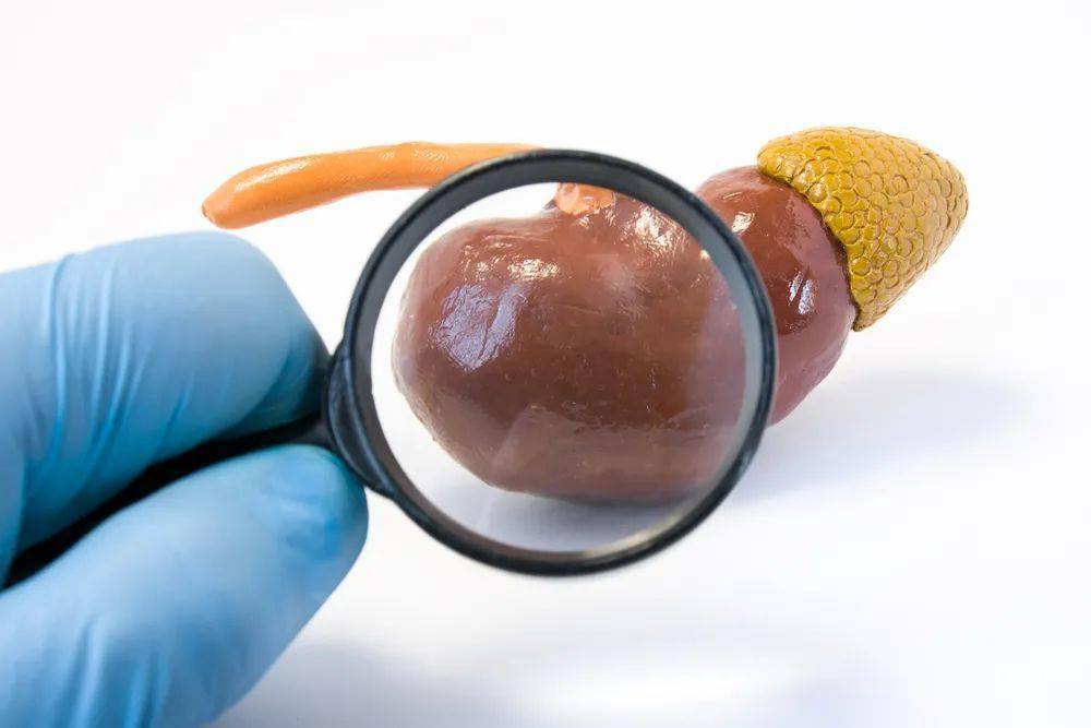 治疗|促肾上腺皮质激素（ACTH）在肾病综合征中的作用机制