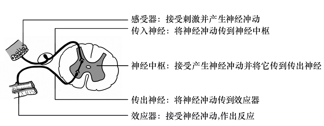 反射弧