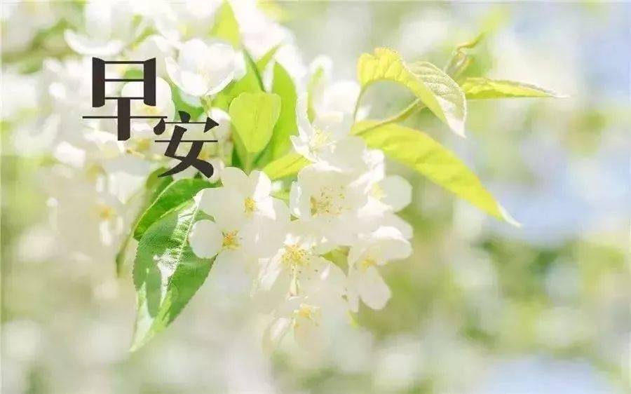 清晨温馨早安鲜花图片 早安正能量短句努力奋斗句子