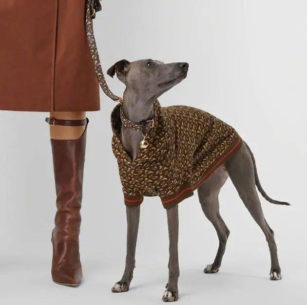 宠物|萌宠时尚｜毛孩子们时髦起来一点也不输主人！