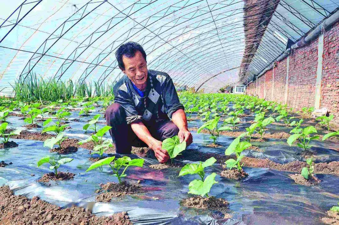 9-12月种植什么蔬菜最合适?建议收藏