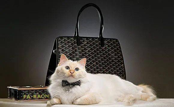 宠物|萌宠时尚｜毛孩子们时髦起来一点也不输主人！