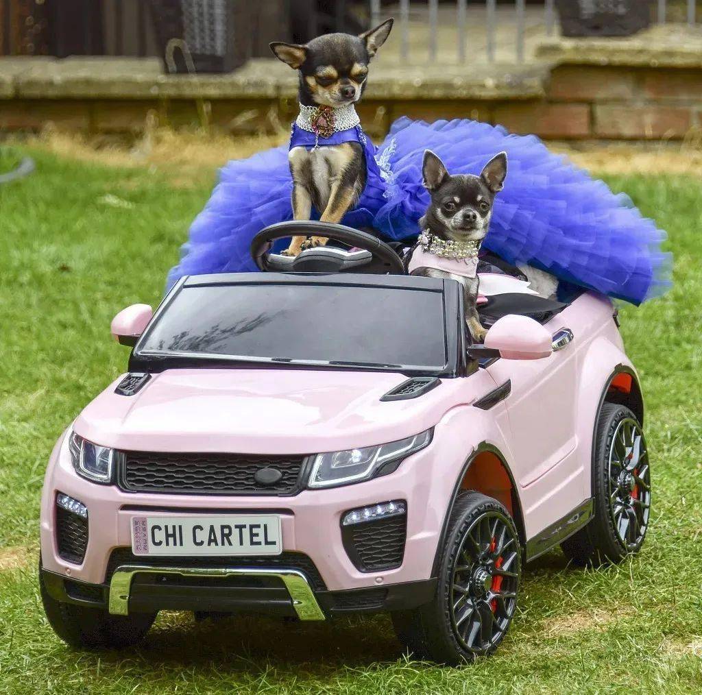 宠物|萌宠时尚｜毛孩子们时髦起来一点也不输主人！