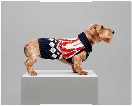 宠物|萌宠时尚｜毛孩子们时髦起来一点也不输主人！