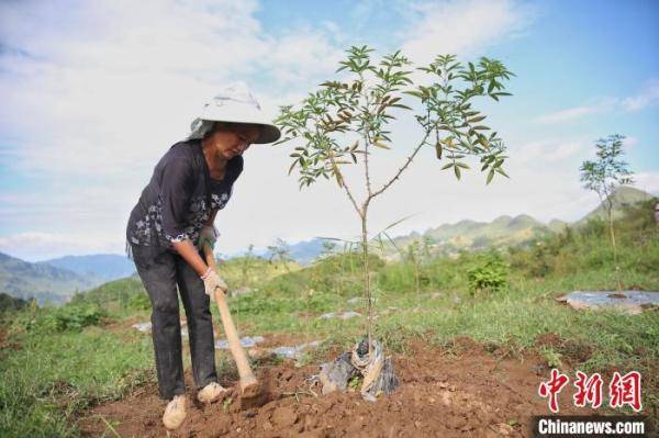 晴隆县|贵州晴隆小花椒变身“摇钱树” 石漠化转绿农户增收