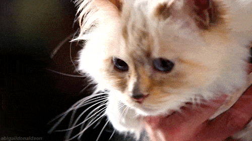 宠物|萌宠时尚｜毛孩子们时髦起来一点也不输主人！