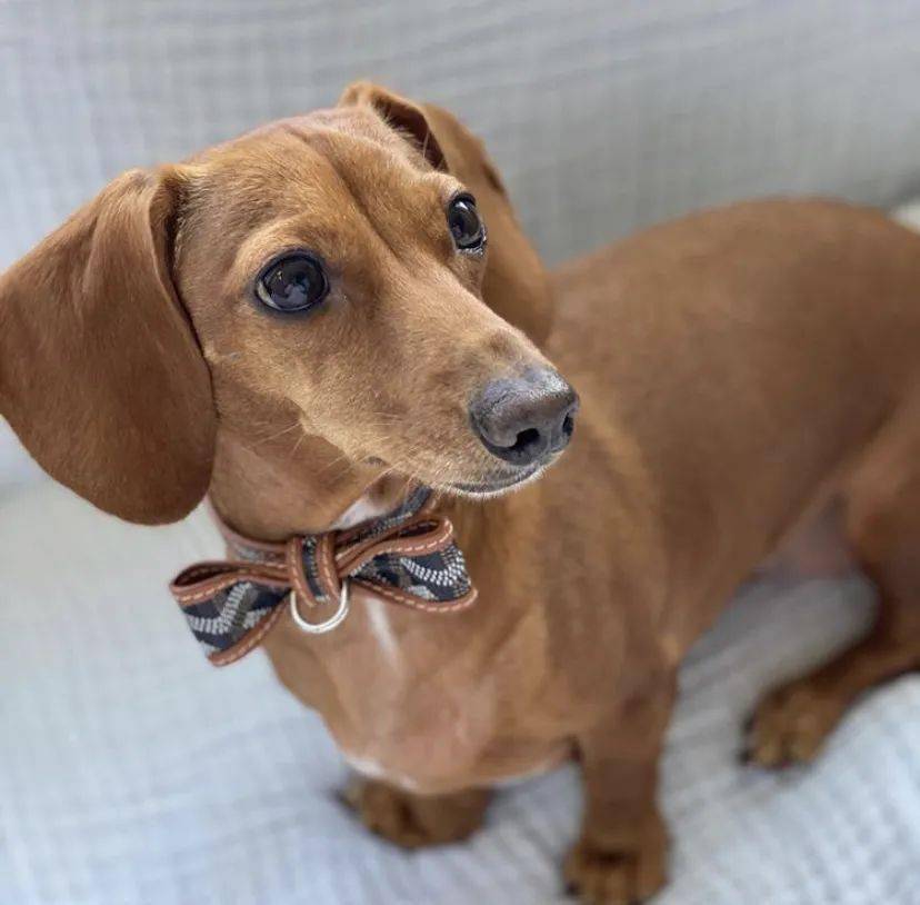 宠物|萌宠时尚｜毛孩子们时髦起来一点也不输主人！