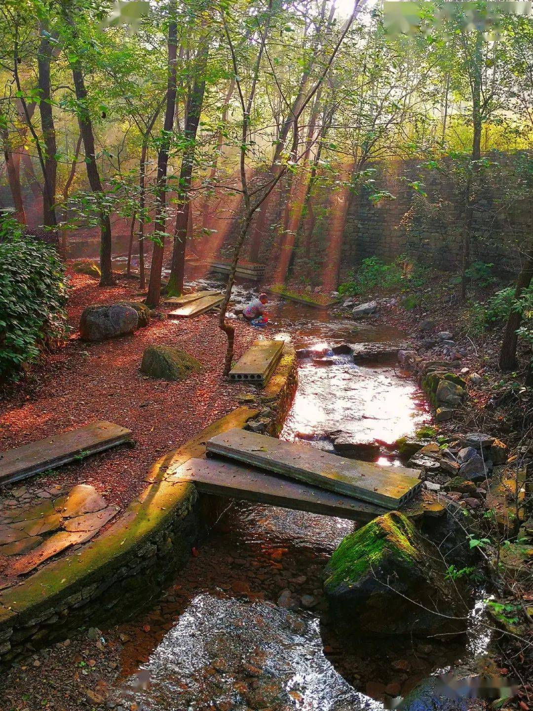 生态原始,周围群山环抱,峰头突起,山涧中古树参天,灌丛茂密,景色宜人