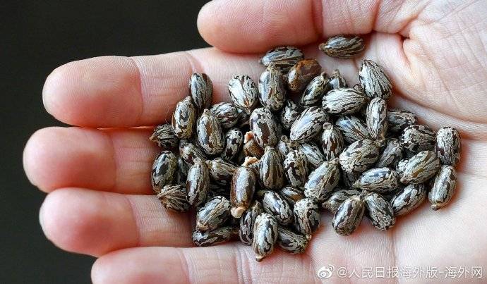 蓖麻毒素|快讯！美国截获寄给特朗普的毒包裹 里面含有毒物质蓖麻毒素