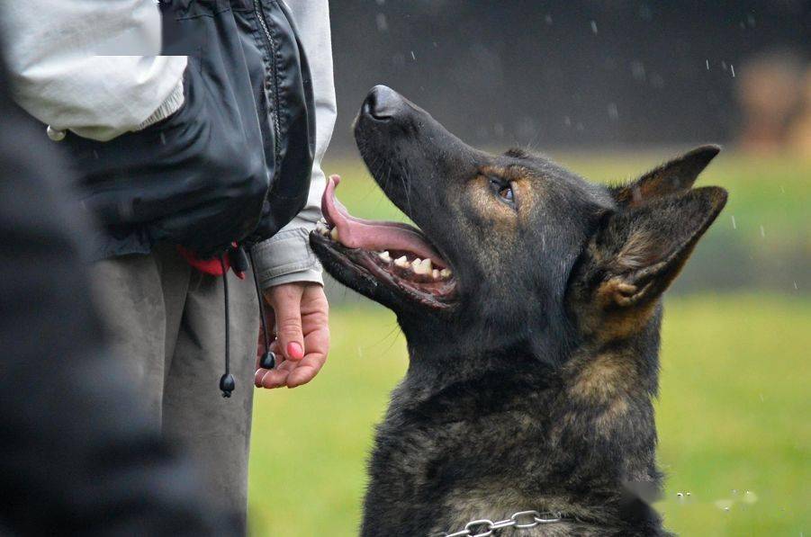 常用德语训犬口令,还不赶快收了!