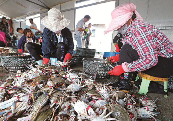 上岸|连云港海产品上市！