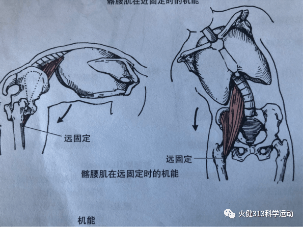 预防髂腰肌损伤让运动保护髂腰肌