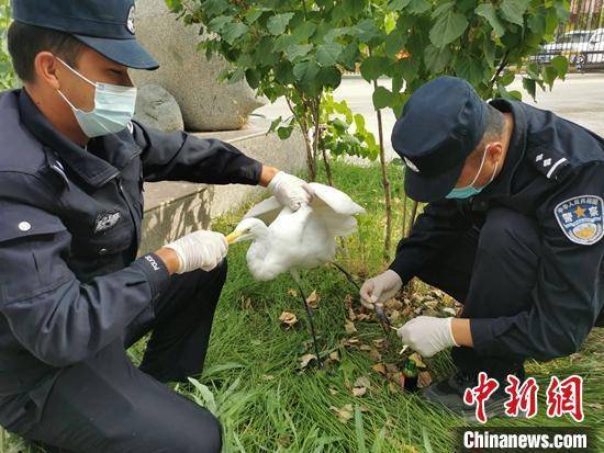 救助|新疆边境民警救助濒危国家二级野生保护动物黄嘴白鹭