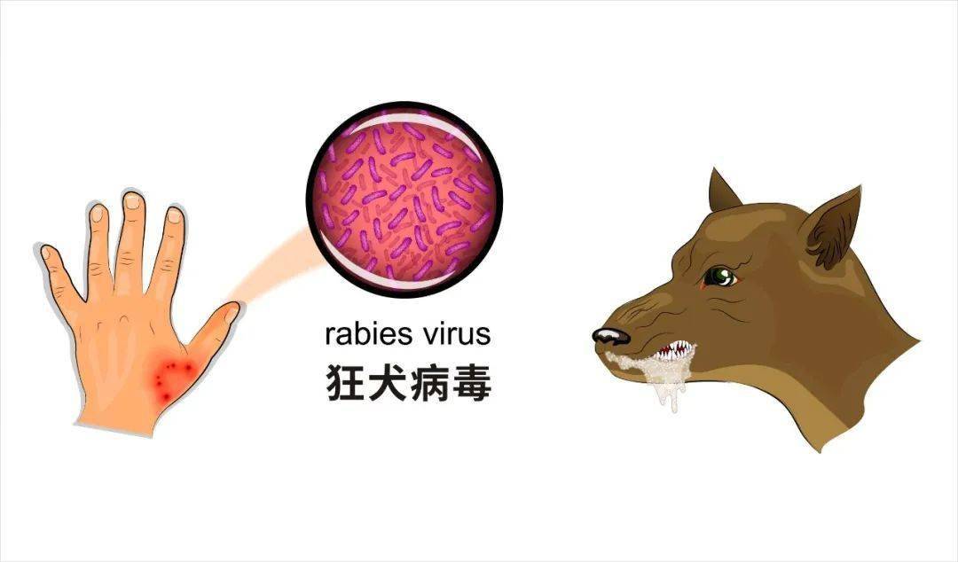 狂犬病毒等会诱导lncrna表达,对宿主相关基因进行表观