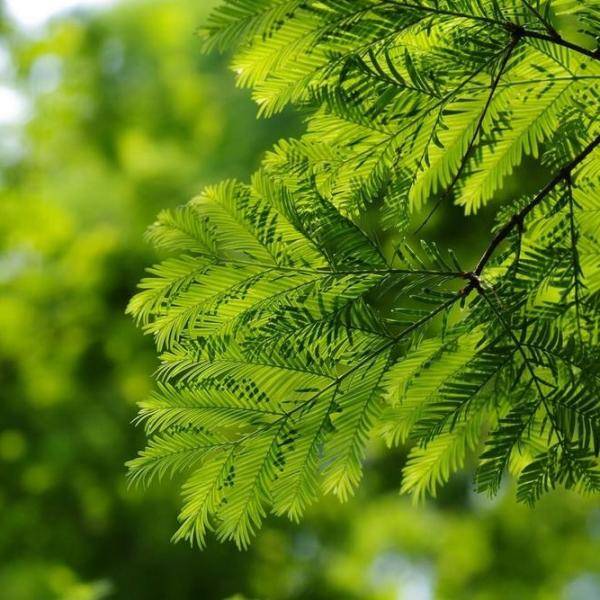 综艺嘉宾“摘雪莲”惹众怒,快来认识这些植物,避免踩雷!