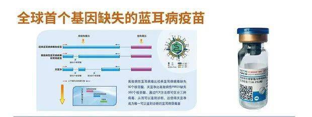 天蓝净蓝耳病疫苗新的黄金标准