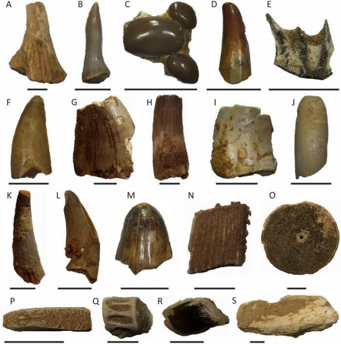 大量的牙齿化石证实了棘龙是一种水生恐龙